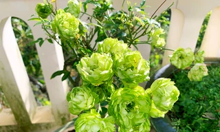 Hoa hồng xanh trồng tại Đà Lạt