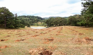 Đồi cỏ hồng bị đào xới, cuốc hố trồng cà phê