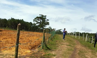 Dựng hàng rào bao chiếm đất rừng