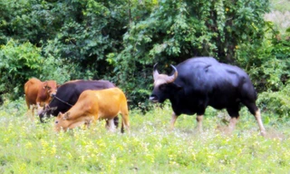 Bò tót xuống núi "oanh tạc" đàn bò cái nhà