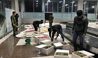 Hàng trăm thùng dâu tây "bay" từ Hà Nội đến Sân bay Liên Khương