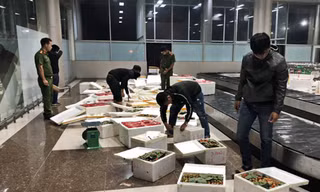 Hàng trăm thùng dâu tây "bay" từ Hà Nội đến Sân bay Liên Khương