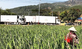 Xe tải tập kết chờ chất hàng tại một làng hoa