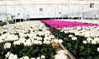 Nhà kính công nghệ cao trồng lan hồ điệp 