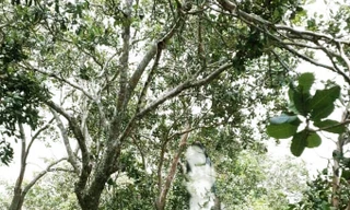 Nơi phát hiện thi thể người đàn ông