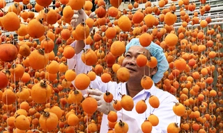 Anh Mai Xuân Long đi đầu trong việc sấy gió quả hồng