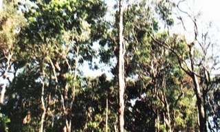 Cánh rừng bạch tùng hiếm hoi ở Lâm Đồng