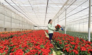 Nhà kính trồng hoa công nghệ hiện đại tại Đà Lạt
