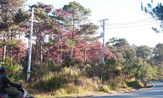 Rừng ven đường Đà Lạt-Nha Trang bị đầu độc.