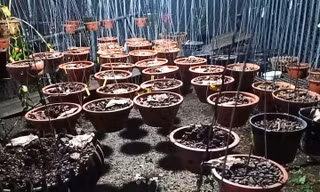 Kẻ trộm nhổ các giò lan đột biến trong chậu để tiện mang đi