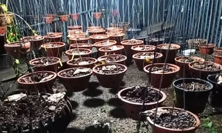 Kẻ trộm nhổ các giò lan đột biến trong chậu để tiện mang đi