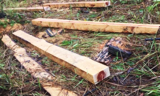 Xẻ gỗ ngay giữa rừng