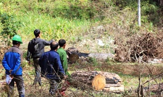 Đưa đối tượng đến hiện trường vụ phá rừng.