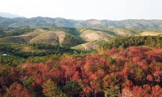 Cả cánh rừng vàng úa, chết trắng do bị đầu độc