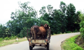 Xe tự chế chở bỏ lưu thông trên dường