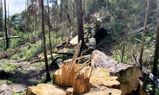 Hiện trường vụ phá rừng ở TK 249