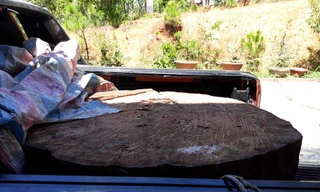 Phát hiện lóng gỗ quý hiếm đường kính 1,1m trên xe bán tải