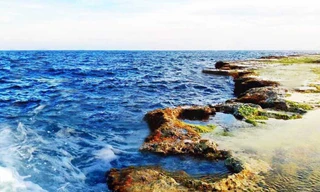 Rêu phủ trên rạn san hô cổ ở Hòn Đỏ