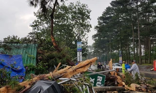 hiện trường cây thông bị ngã đổ