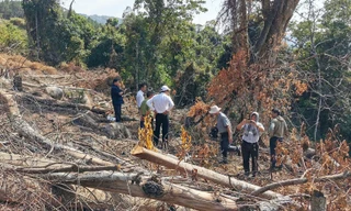 Hiện trường vụ phá rừng tại tiểu khu 158B