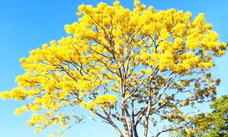 Phượng nở vàng rực ở Lâm Đồng.