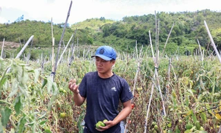 Cà chua xanh rụng đầy vườn