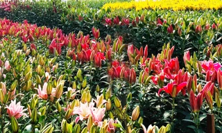 đa dạng các sắc màu Roselily