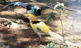 Trĩ vàng thường xuyên dẫn đầu top 10 loài chim đẹp nhất hành tinh