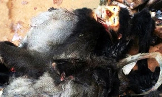 Xác voọc chà vá chân đen cất giấu tại nhà ông Nam