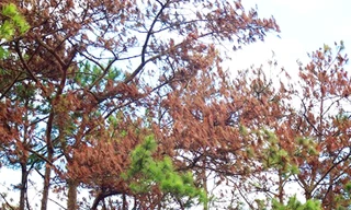 Thông chết vì bị đầu độc