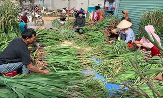 cấp tập sơ chế hoa lay ơn