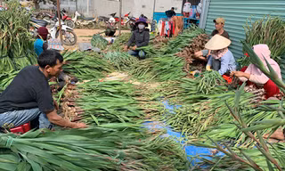 cấp tập sơ chế hoa lay ơn