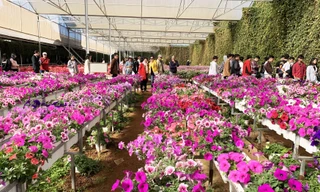 Một điểm du lịch canh nông ở Đà Lạt