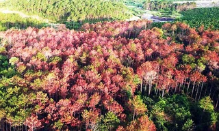 Cánh rừng bị đầu độc chết dần
