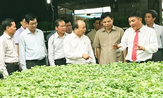 Thủ tướng thăm nhà kính trồng rau của Cty Phong Thúy