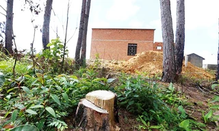 Lén lút cưa hạ cây thông lấy đất xây nhà