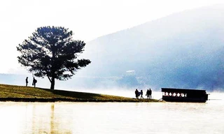 Nhiều du khách tham quan cây thông cô đơn