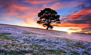 Cây thông cô đơn đẹp lung linh trên thảm cỏ ngậm sương