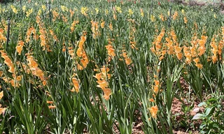 Cắt hoa lay ơn cho bò ăn