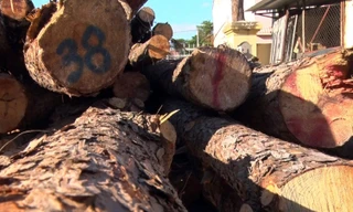 Thông gần 40 năm tuổi bị lâm tặc cưa hạ