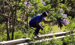 Du khách bẻ 2 cành hoa phượng tím