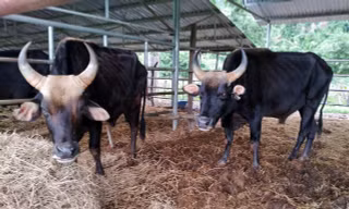 Bò tót lai trưởng thành thường nặng từ 600-800 kg, nay gầy trơ xương.