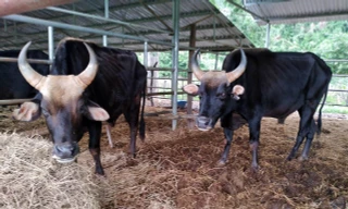 Bò tót lai trưởng thành thường nặng từ 600-800 kg, nay gầy trơ xương.