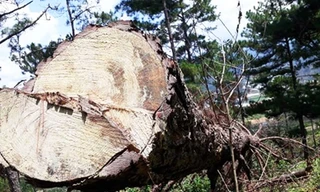 Hiện trường vụ phá rừng