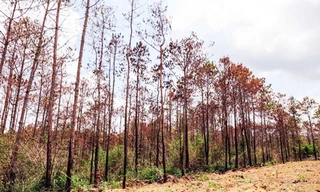 Thông chết hàng loạt do bị đầu độc