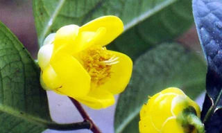 Tặng 3.000 cây trà hoa vàng quý hiếm để lập vườn bảo tồn 