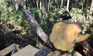 Hàng loạt cây cổ thụ bị 'xẻ thịt'