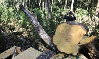 Hàng loạt cây cổ thụ bị 'xẻ thịt'