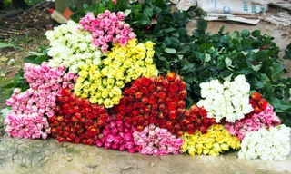 Hoa hồng Đà Lạt hút hàng dịp 20/10