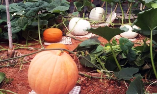 Bí ngô khổng lồ ở Đà Lạt